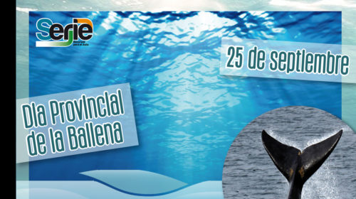 Efeméride 25 de septiembre – Día Provincial de la Ballena